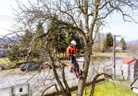 Tree Cutting